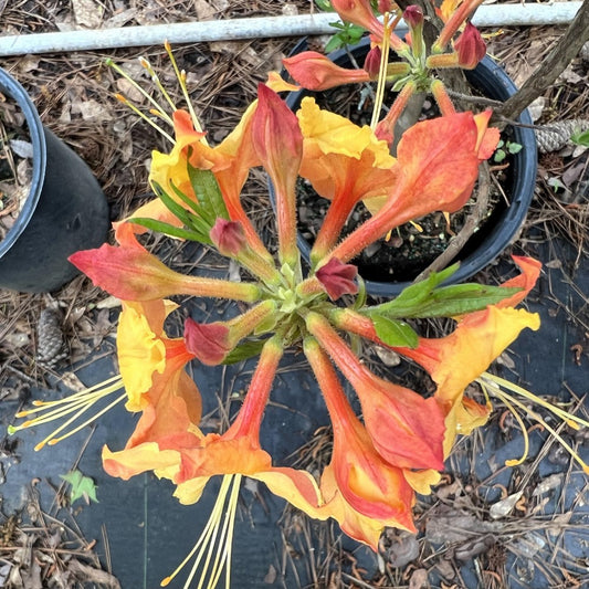 Rhododendron ‘Tallulah Sunrise’ plant displaying bright orange blooms and fresh foliage