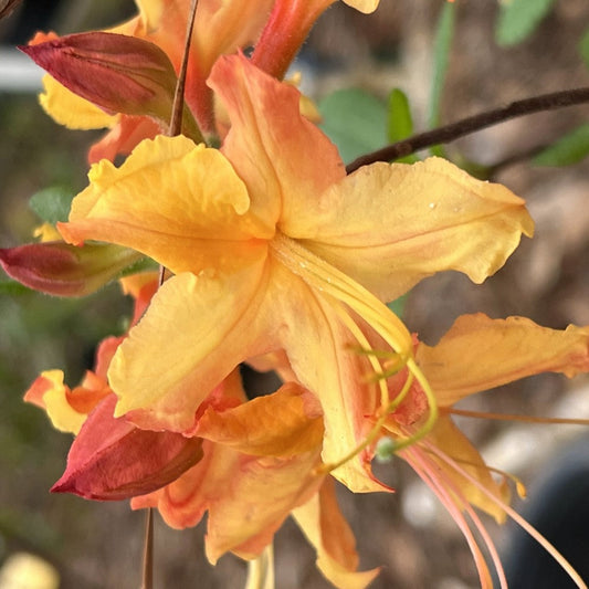 Close-up view of Tallulah Sunrise Azalea with soft coral-orange petals