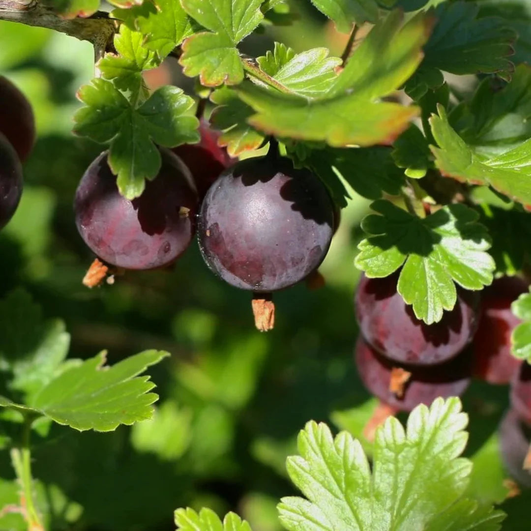 Ribes Black Velvet gooseberry shrub with glossy deep colored fruits
