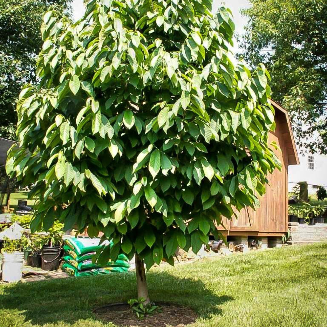 Ripe pawpaw fruit growing on a pawpaw tree branch