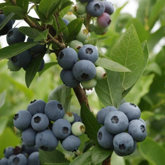 Robeson Blueberry Bush Close-Up with Leaves and New Growth