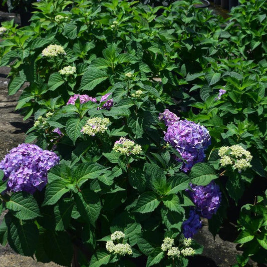 Close-up of Rock N Roll Hydrangea flowers showing vivid pink and purple petals