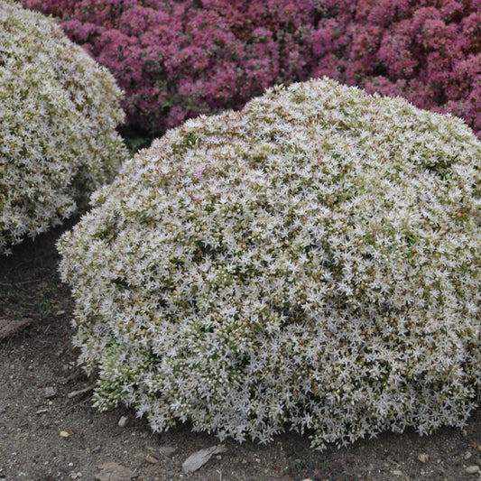 Rock 'N Round 'Bundle of Joy'-Stonecrop Sedum