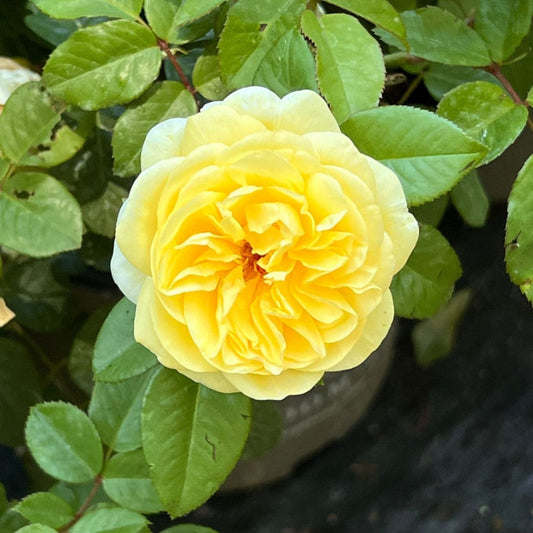 Moonlight Romantica Rose – flowering shrub