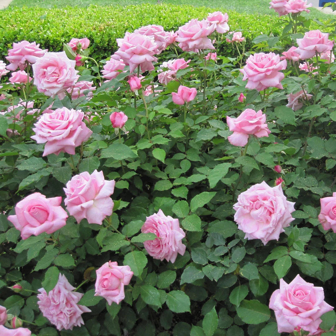 Belinda’s Dream Rose shrub in outdoor landscape displaying clusters of pink roses.