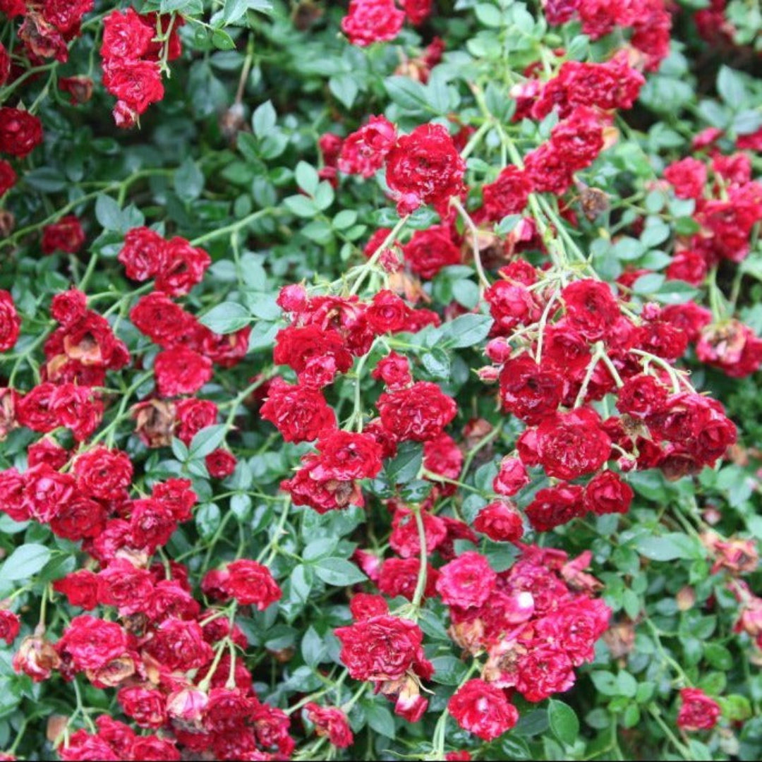 Standard Cascading Roses Red Cascade Miniature Climbing Rose – Casca | Pixies Gardens
