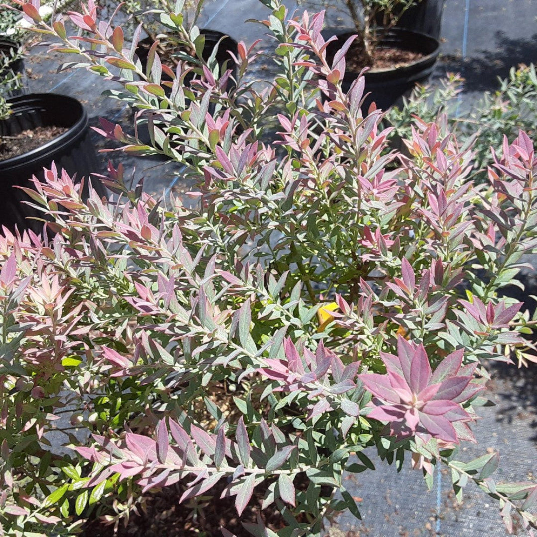 Rosa’s Blush Blueberry Plant Close-Up with Fresh Foliage
