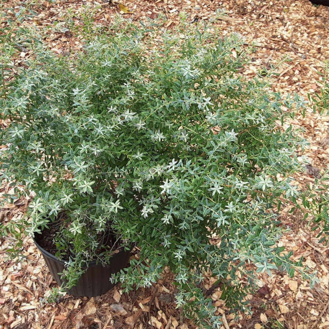 Rosa’s Blush Blueberry Plant Top View – Healthy Evergreen Foliage