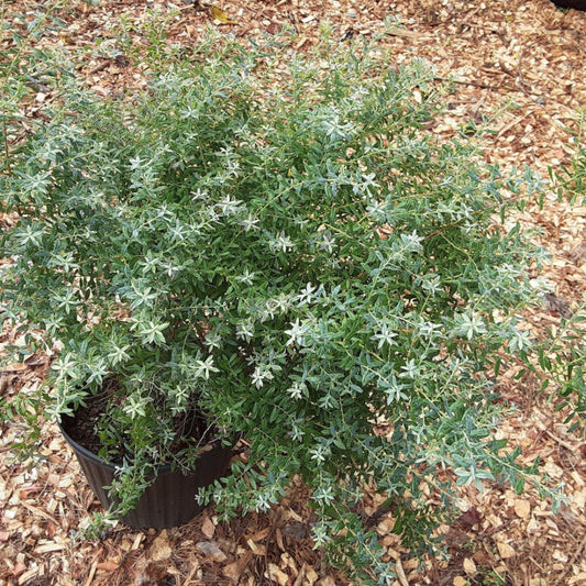 Rosa’s Blush Blueberry Plant Top View – Healthy Evergreen Foliage