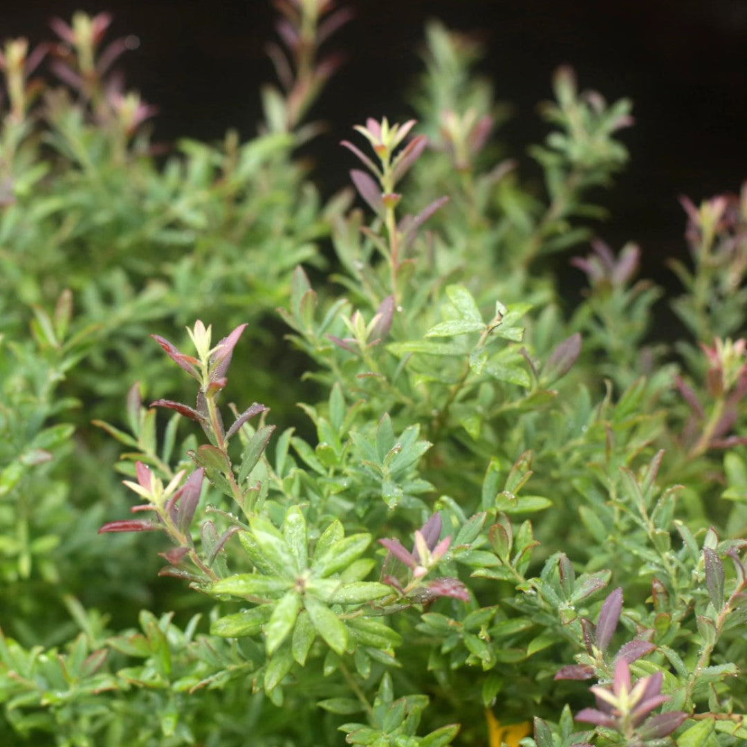 Rosa’s Blush Blueberry Bush Showing Leaves and Growth