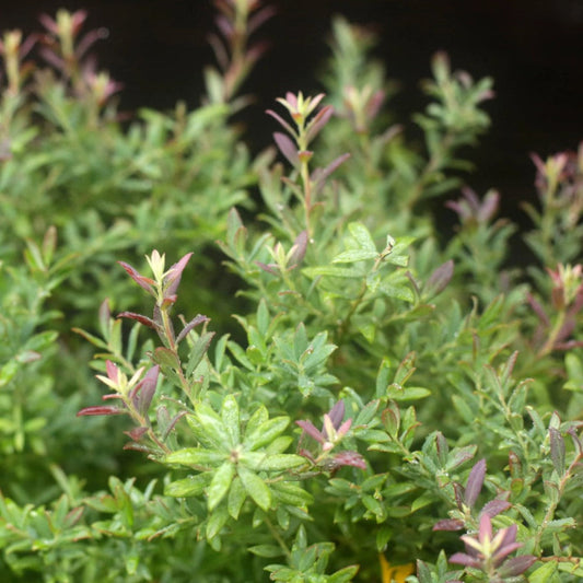 Rosa’s Blush Blueberry Bush Showing Leaves and Growth