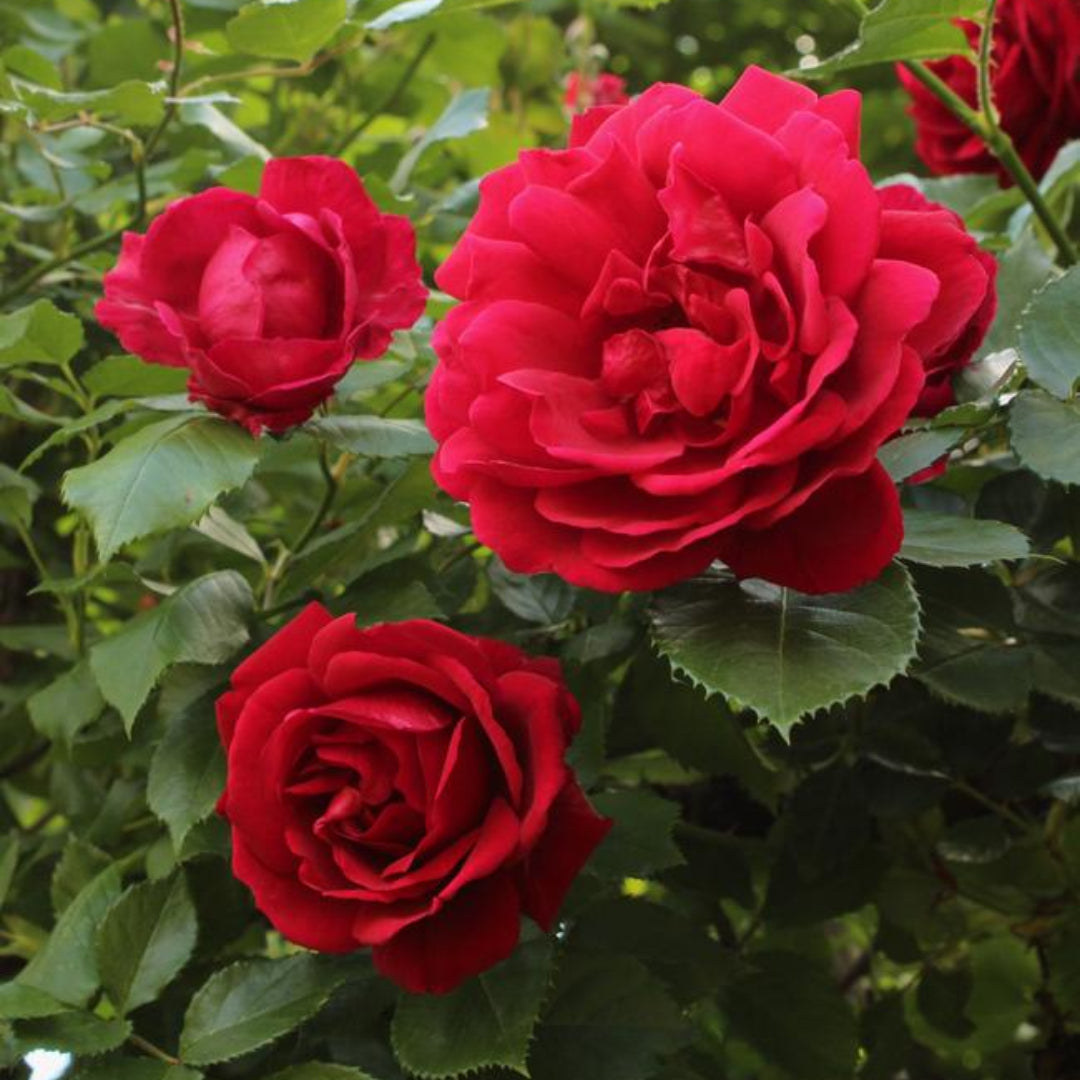 Blaze Rose
