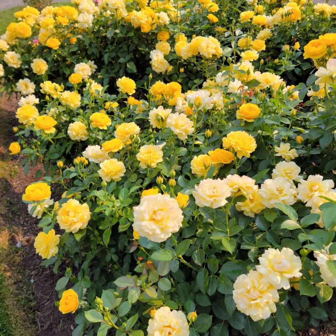 Julia Child Rose featuring bright buttery-yellow petals and compact bushy growth