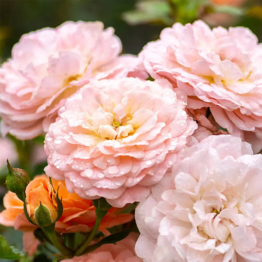 Apricot Drift Rose spreading low with soft apricot blooms