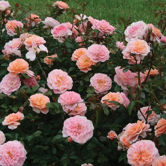 Dense green leaves surround blooming Apricot Drift Rose