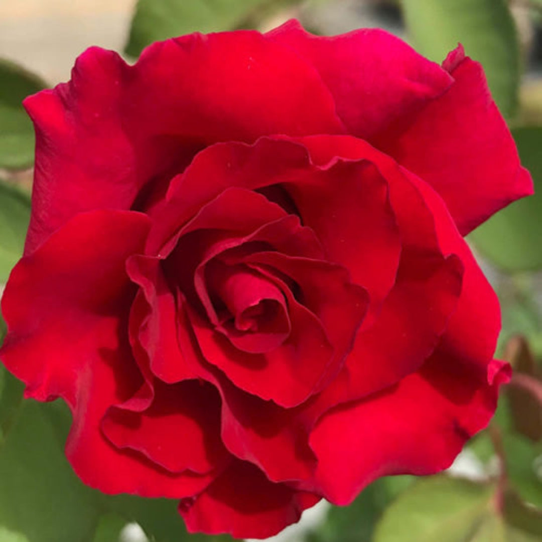 Brindabella Red Empress Rose – flowering tree
