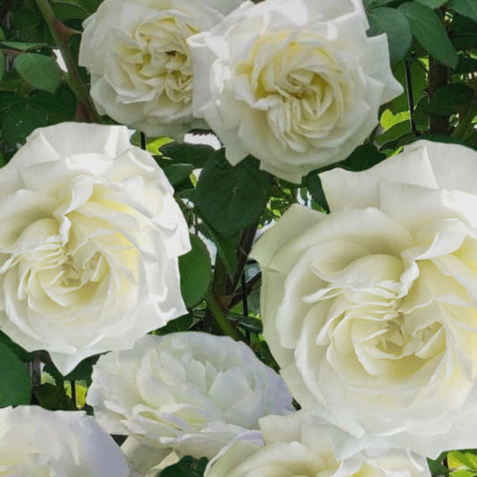 White climbing rose flowers growing on a support structure