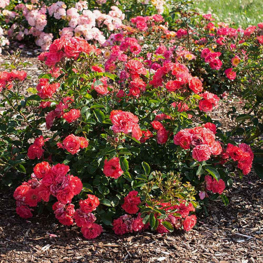 Compact Coral Drift Rose cascading gently along landscape edge