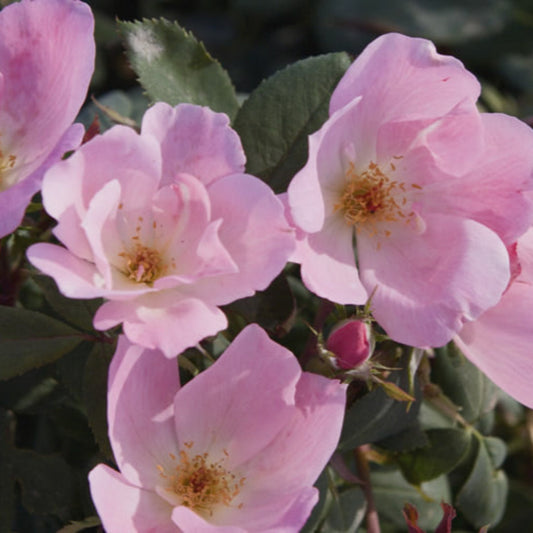 Garden bed featuring The Blushing Knock Out Rose in bloom