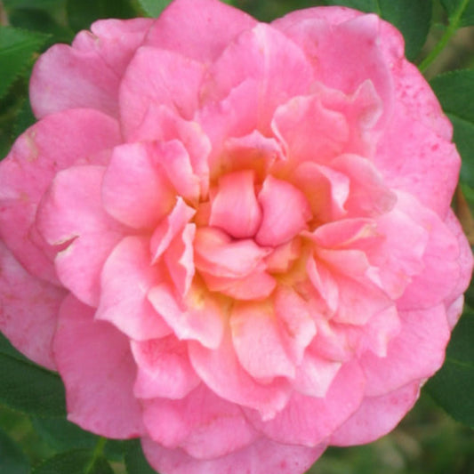 Sunrosa Fragrant Pink – flowering shrub