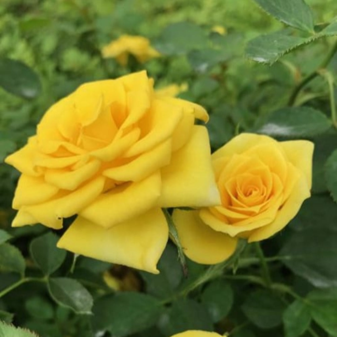 Sunrosa Yellow Shrub Rose – flowering shrub