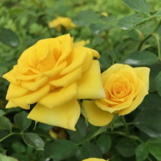 Sunrosa Yellow Shrub Rose – flowering shrub