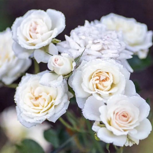 Clusters of white flowers cover White Drift Rose foliage