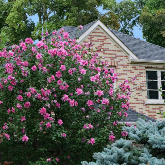 Lucy Rose of Sharon Pink Double Blooms Garden Shrub