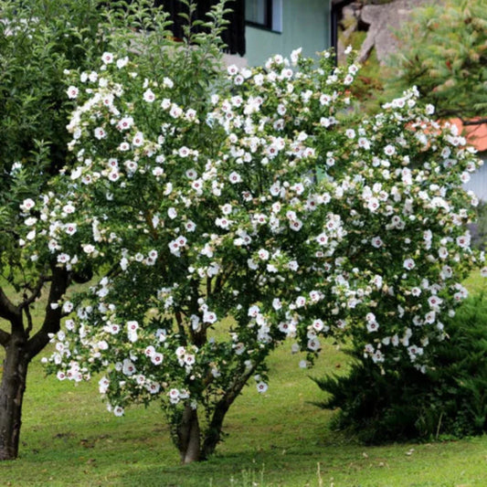 Rose of Sharon Red Heart shrub with white petals and deep red center