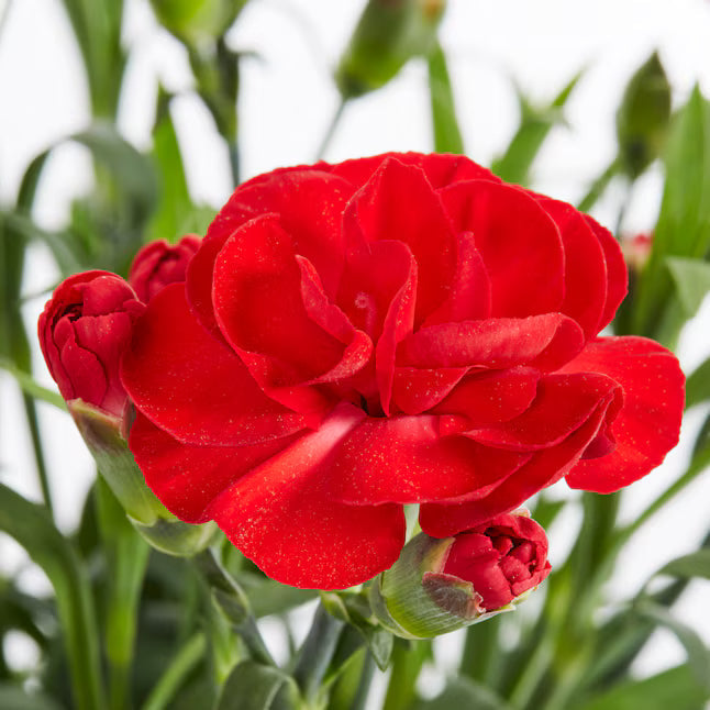 Dianthus Caryophyllus 'Supertrouper Butterfly Dark Red' 10 count flat of 4" pots