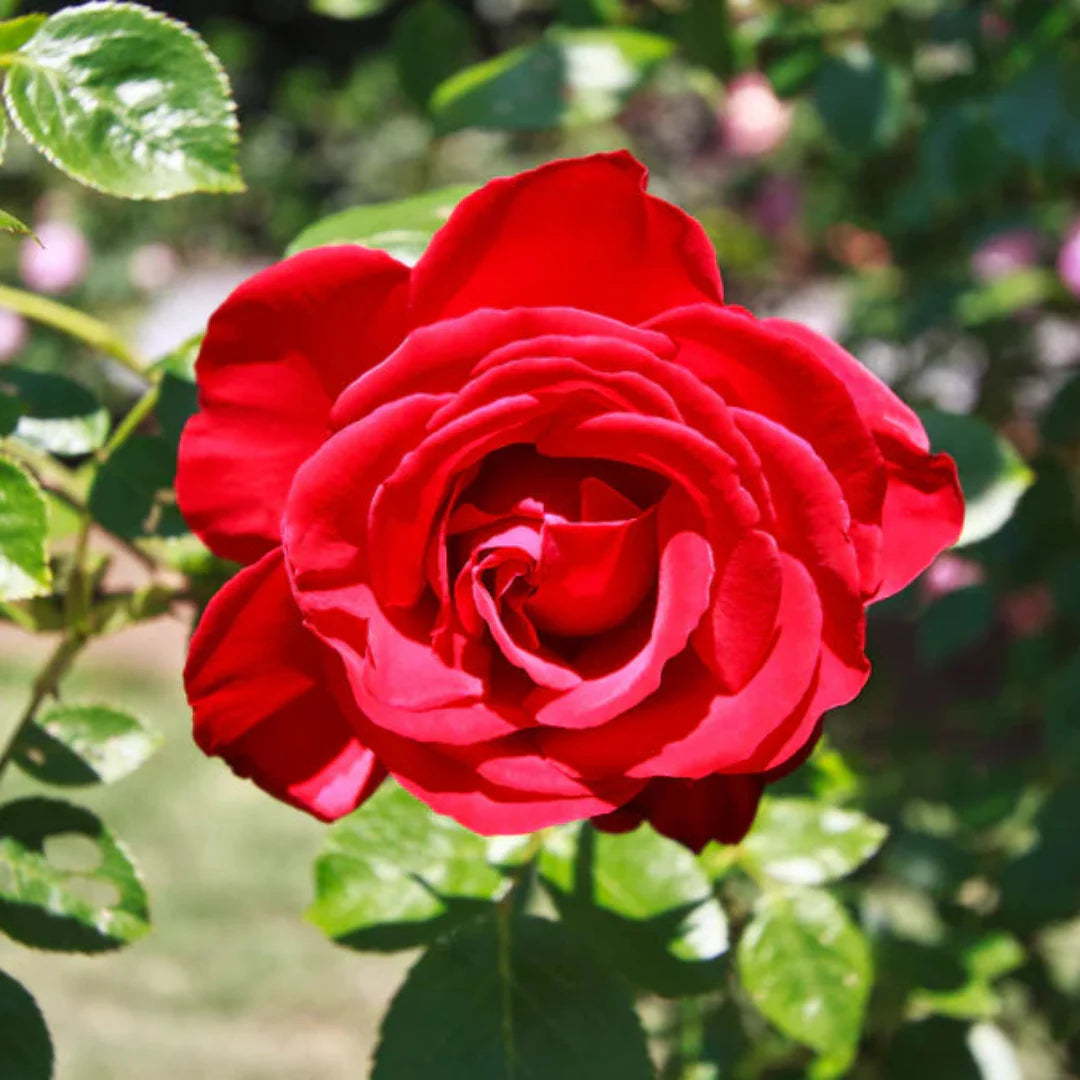 Winners Circle Climbing Rose – flowering shrub