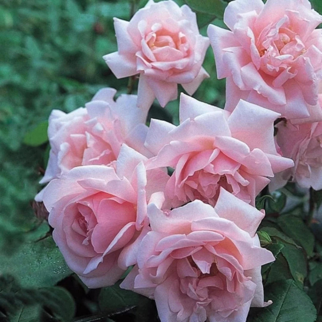 New Dawn Rose flower captured up close with layered pale pink petals