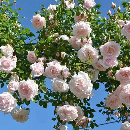 Blooming New Dawn Rose cluster displaying soft pastel pink blossoms