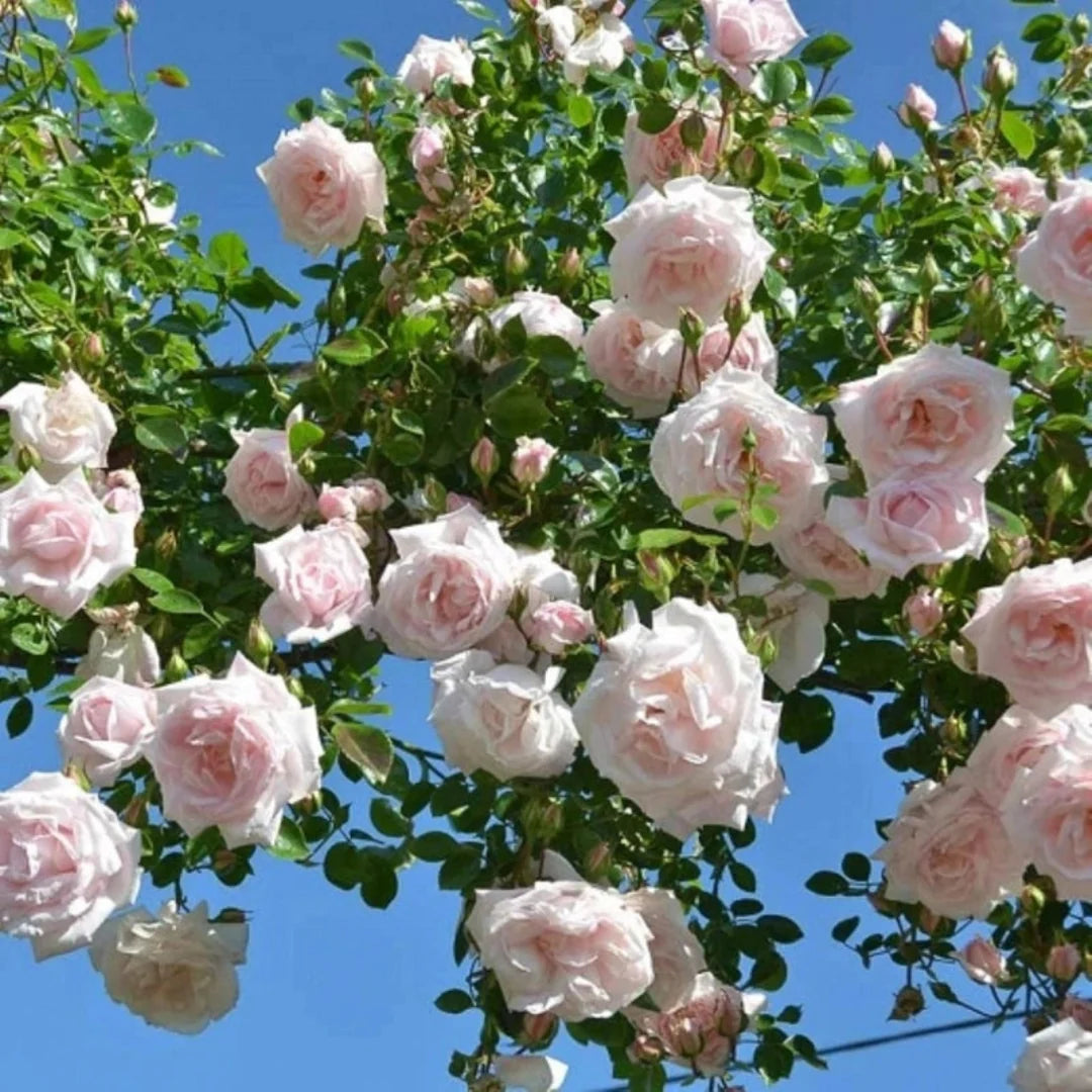 Blooming New Dawn Rose cluster displaying soft pastel pink blossoms