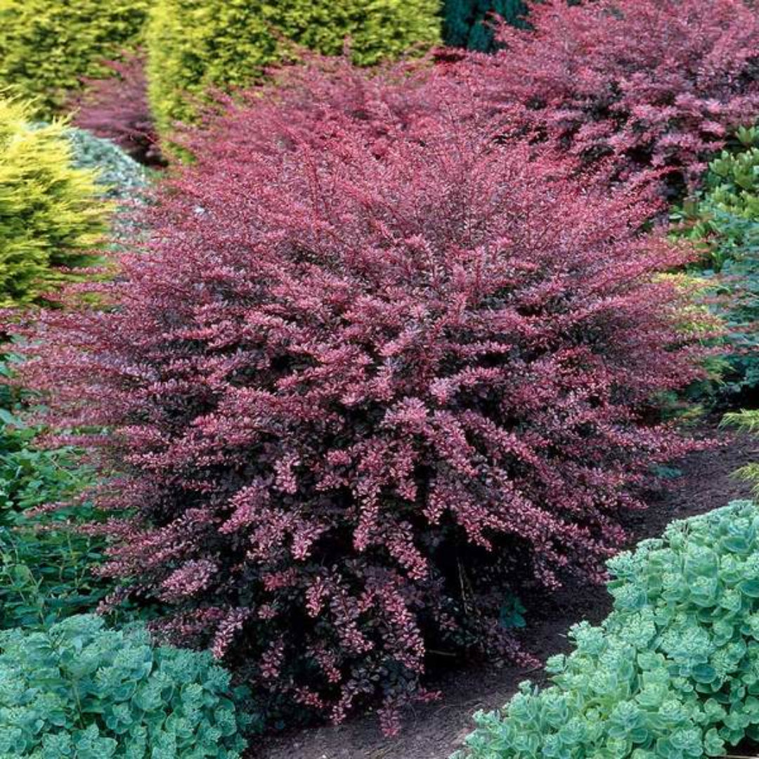 Rosy Glow Barberry shrub in pot with burgundy pink variegated foliage