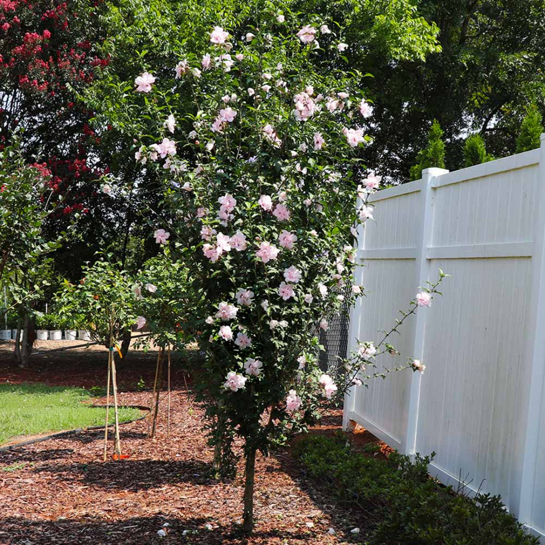 Lucy Red Althea shrub showing dense foliage and flower coverage