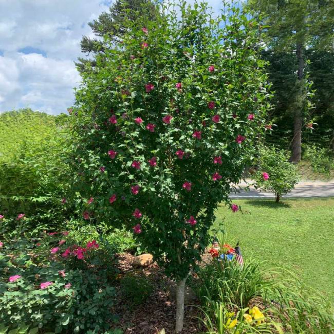 Variegated Althea Tree with red blooms in garden