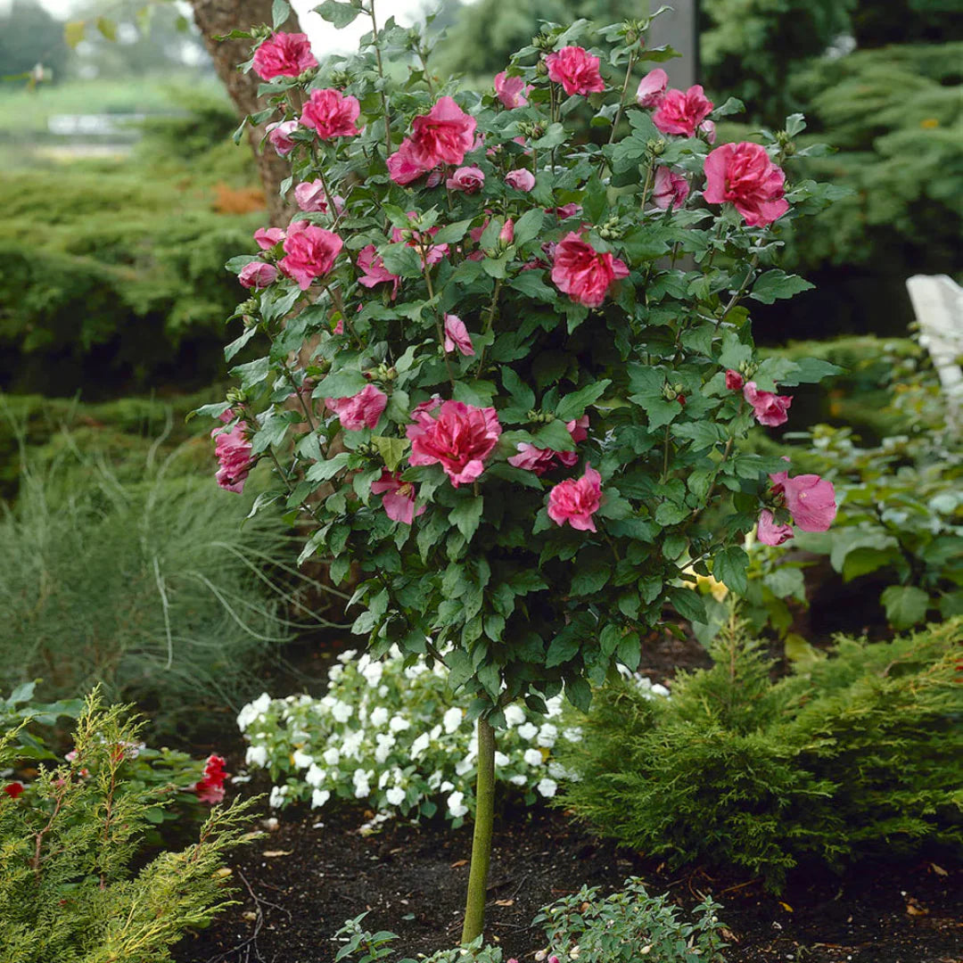 Red Rose of Sharon Althea tree ready for planting
