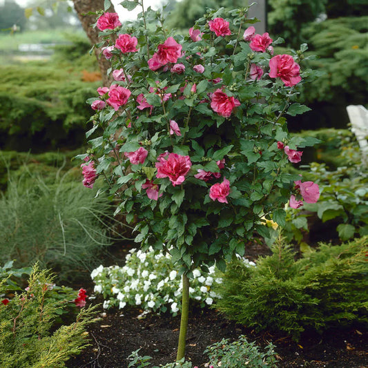 Red Rose of Sharon Althea tree ready for planting