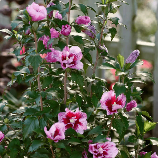 Rose of Sharon Purple Pillar hibiscus close-up flower view