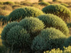 Native Shrubs
