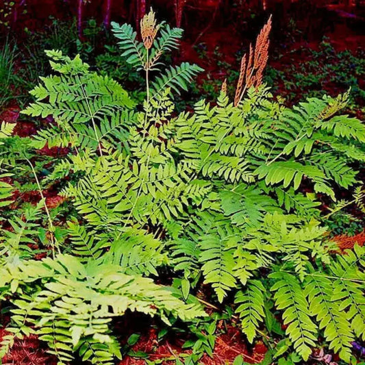 Royal Fern spores and seeds image