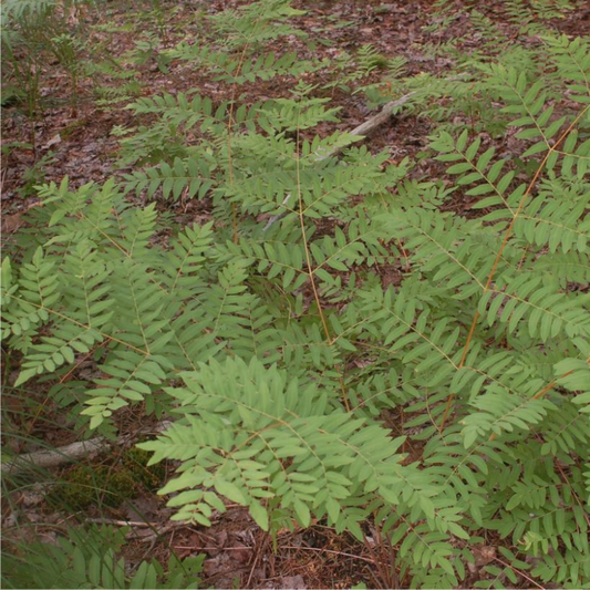 Royal Fern growing in landscape garden