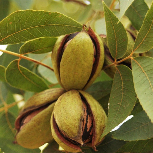 Cherryle Pecan Tree (Pronounced Cherry Lee) Produces a Large Nut Size 40 Nuts Per Lb.