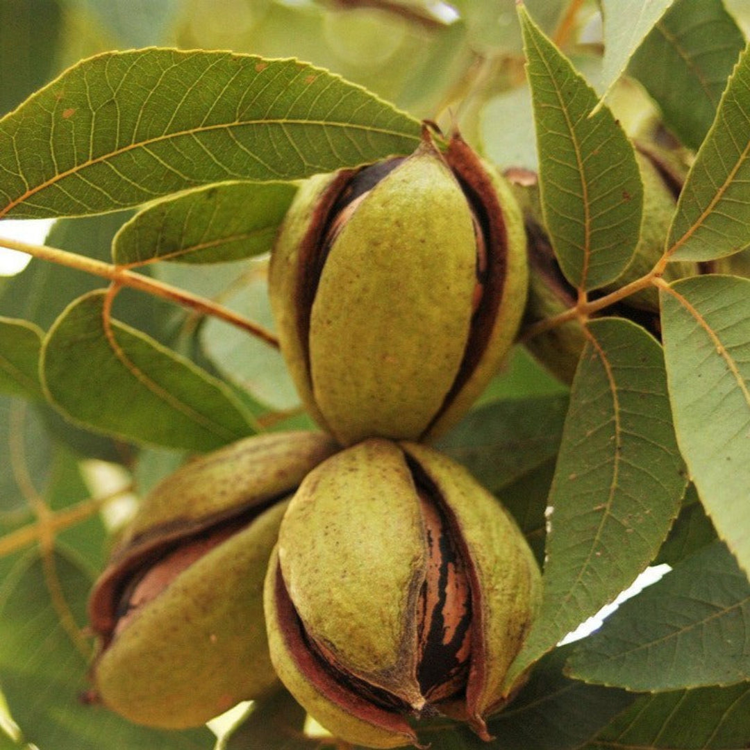 Pecan nuts growing on mature pecan tree in autumn season