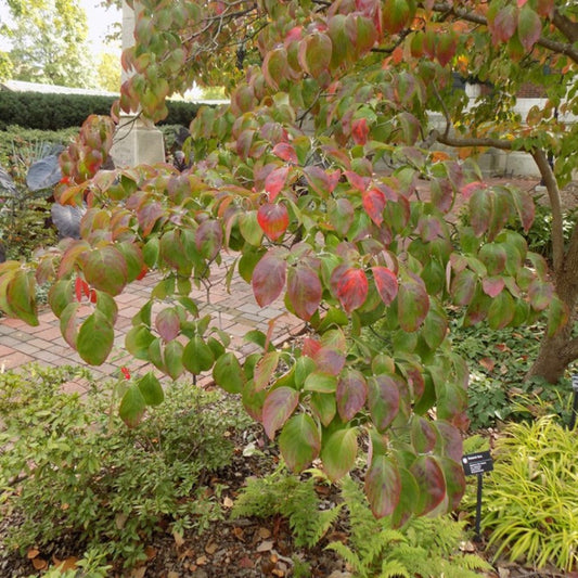 Rubra Pink Dogwood Tree under clear sky in full bloom