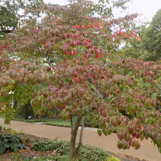 Pink-flowered Rubra Dogwood growing in landscape