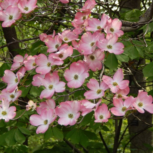 Rubra Pink Flowering Dogwood Tree full of vibrant blooms