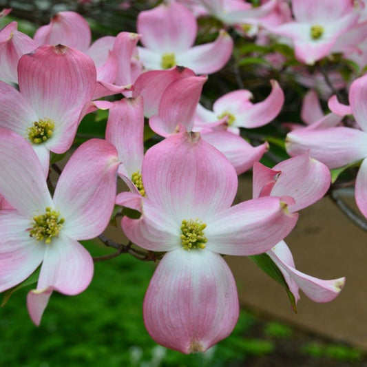 Soft pink blossoms on Rubra Pink Dogwood Tree