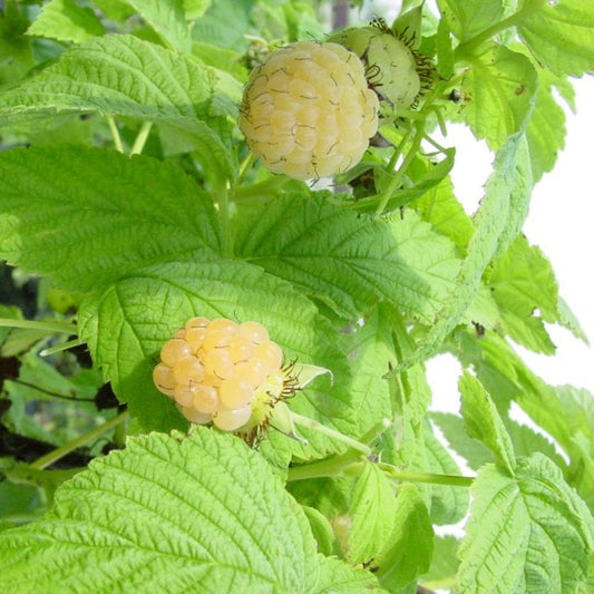 Healthy Fall Gold raspberry shrub producing sweet golden berries outdoors